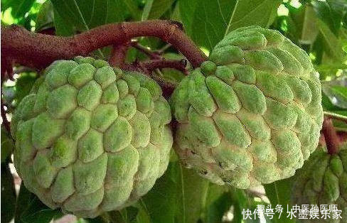 体质|女性不想老太快,常吃以下食物,排毒养颜,补益气血,改善体质