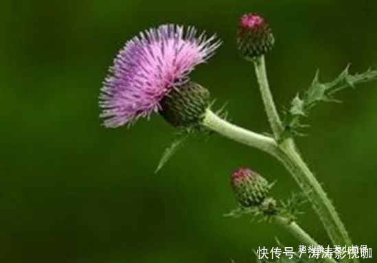农村常见的野草，叶子长满了刺，是药食同源的植物，浑身是宝