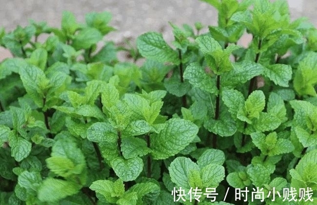 六种花是有名的“生活小帮手”,建议养一盆,以备不时之需