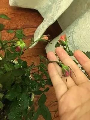 植物|快死的花卉这样做，能轻松起死回生！