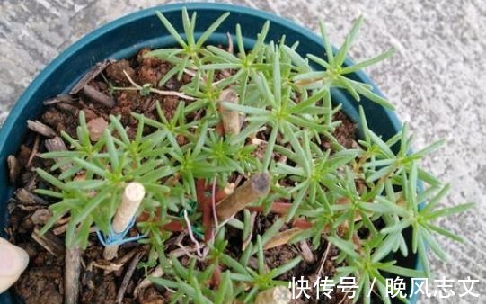 它叫“半枝莲”,开花似“牡丹”,撒一把种,开一片“五彩花”!