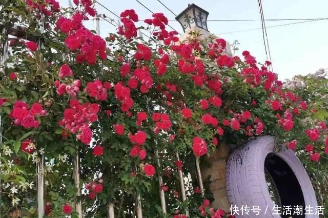 50年的桂花树,卖了5万块钱,大家觉得值吗!