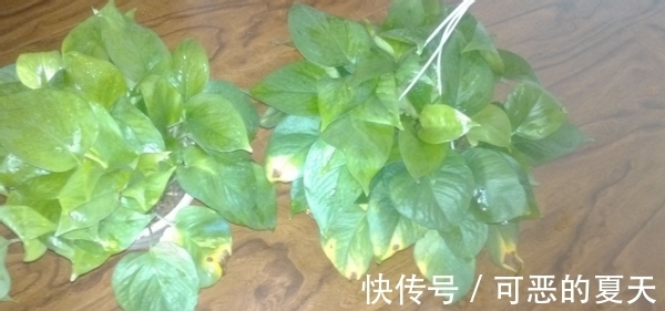 家庭养花:该怎么合理“混搭”蛋壳、白醋?