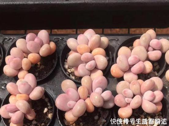 这3款多肉,叶片粉嫩嫩,自带少女风,居家盆栽看着真撩人