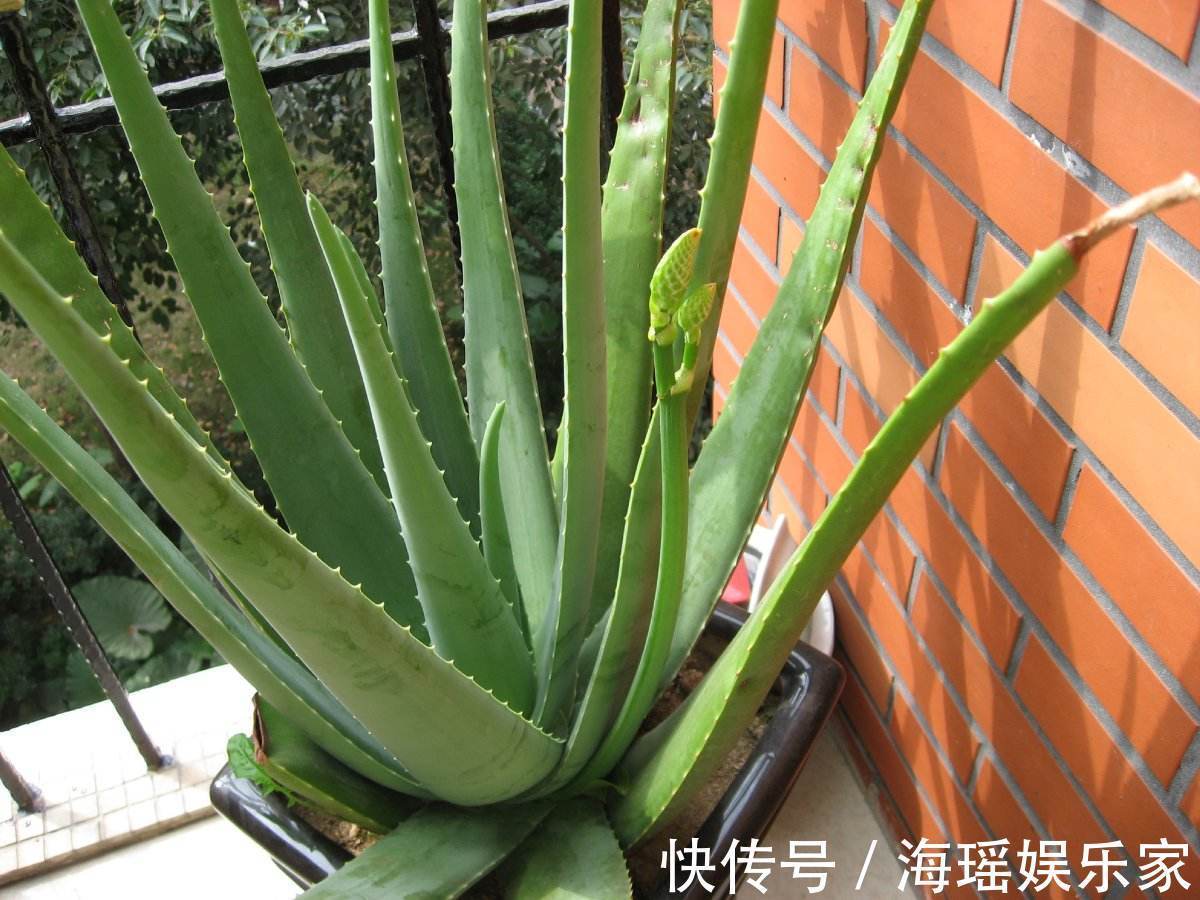 芦荟|家里养花,3种花别乱“送人”!尤其是第1种,“招财”又养人