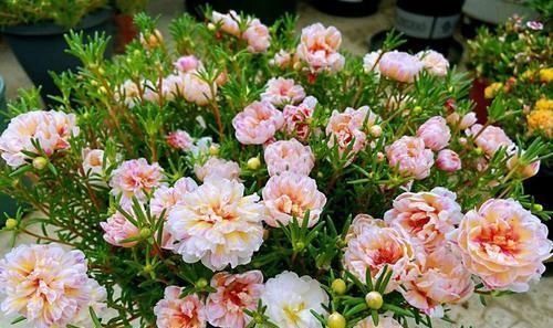 做成|太阳花造型疑问,枝条柔软太阳花怎么做成棒棒糖?跟着专家这样学