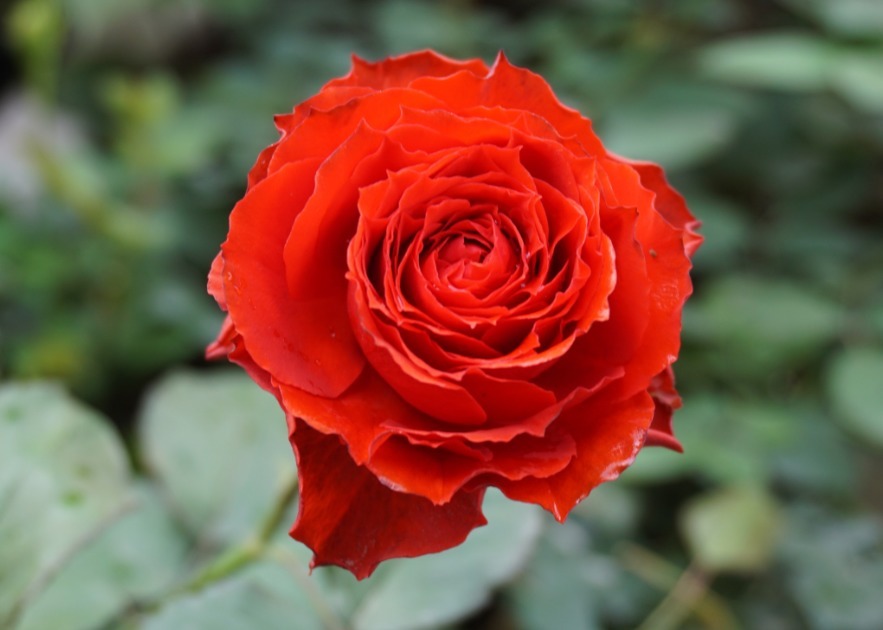 花朵|你见过比它们还红的花吗纯正的国旗红，艳丽夺目！