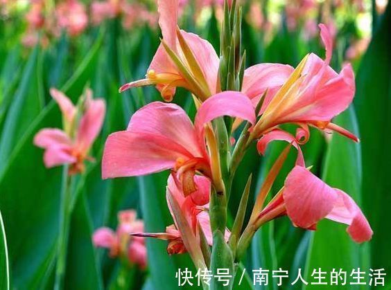 颜值超高的几款花卉,花朵硕长超漂亮,越晒长得越旺,人见人爱