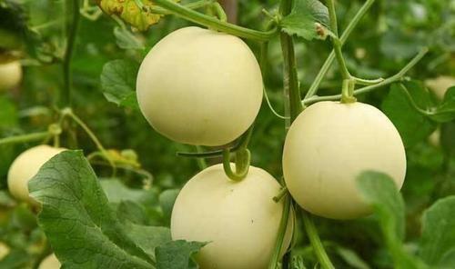 身体|每天晚上坚持吃3种食物,美白护肤、滋润身体,令人肌肤红润