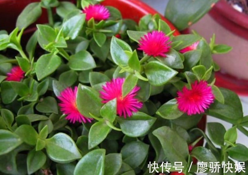 疯长|春夏最适合养“3种花”,浇点水就疯长,叶子油绿花朵多!