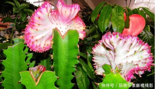 光照|龙骨还能开花养护注意这些要点,开花惊奇美艳,花团锦簇,超美