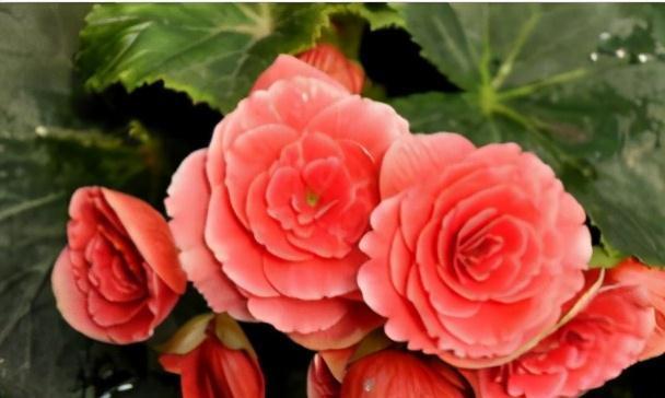 养花|此花不是大神不敢碰，浇水就烂根叶，这谁养得活