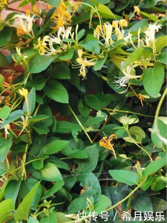 自带香味还能泡水喝的6种花,阳台养一盆,堪比小药箱