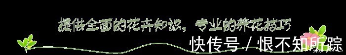花友|茉莉、三角梅开得旺,土里两种花肥很重要,添一点就有明显效果