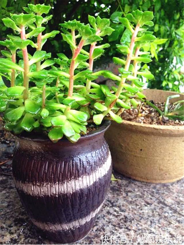 植物|养花“杀手”都有的5个毛病,难怪买花“养1盆死1盆”,要改正了