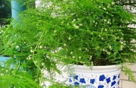 文竹养不好?喂点救命肥,1年新芽窜不停,邻居、朋友都学习