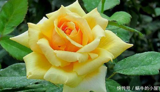 超仙几种的花卉,花朵迷人姿态万千,美极了