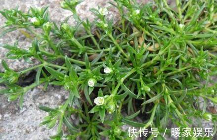 回家|提个醒见到此野草,一定要拔回家,买60元一斤,作用非常大