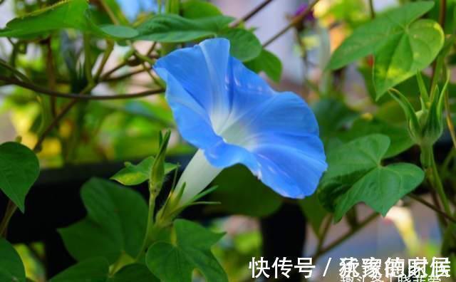 15种花有毒，家里有老人、小孩、孕妇或宠物的，要慎养