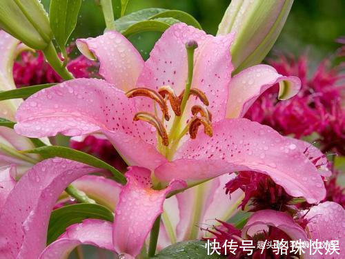 养花就养这几款，轻松长到大缸装不下，阳台变花园，太美了！