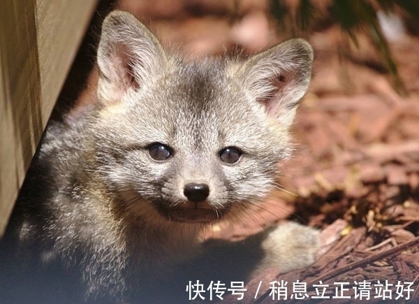 邻居|Facebook总部的新邻居　密谋接管网路世界．．．