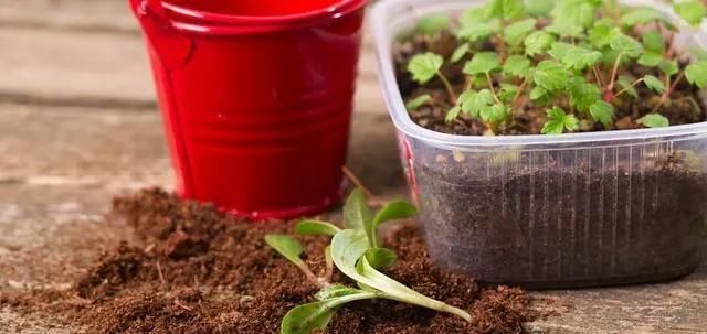 长春花|5种花,趁现在“赶紧扦插”,生根快,长得快,一个月就开花