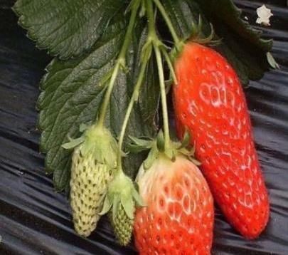 草莓|小伙儿街头卖“胡萝卜”，仔细一看是草莓，2小时卖光了5箱