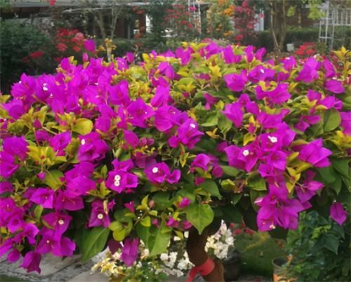 冬天|冬天养三角梅,3点做到位,年年开花,不愁没花赏