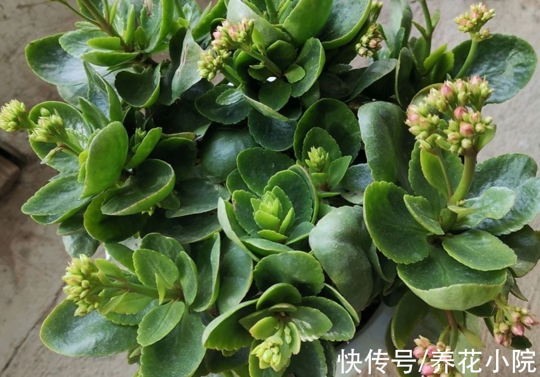 光照|家里养的长寿花蟹爪兰,10月做好3件事,让它尽快孕育花苞