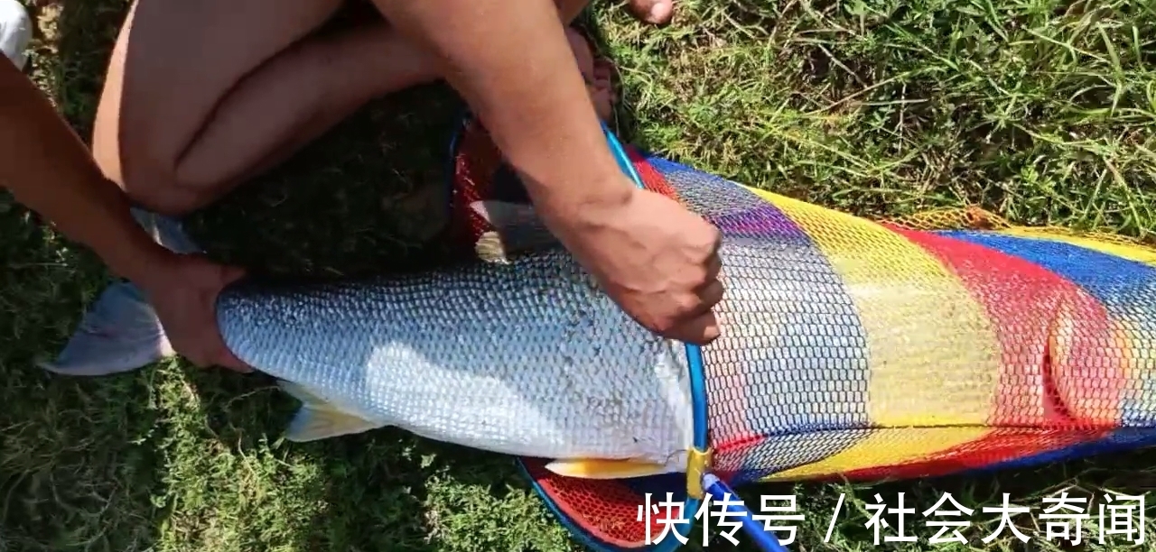 误伤？湖北男子钓草鱼却意外钓起59斤水老虎，男子：溜得腿都软了