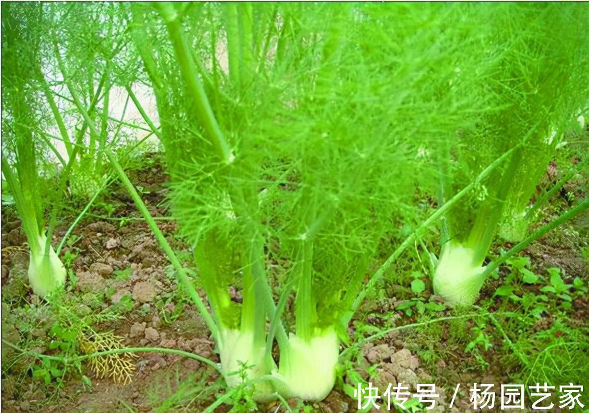 土茴香|农村这种植物,会散发令人刺鼻的气味,殊不知它全身都是宝