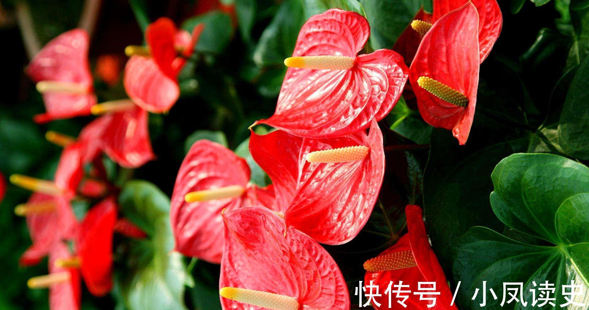 6种“富贵花”天生怕晒,客厅没光照,照样开满花,吉利旺家