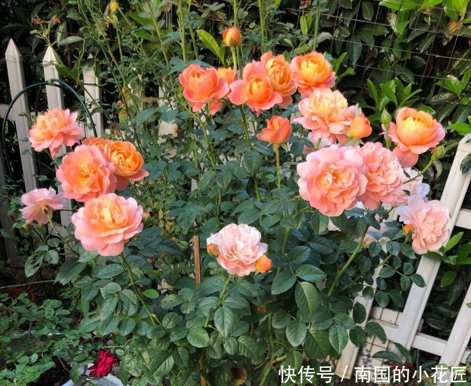 爆盆|把果汁阳台从小苗养到爆盆,只要两招,不仅花多颜色也美