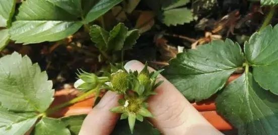 草莓这么贵就别买了,自己种一盆,1招让草莓又大又甜!