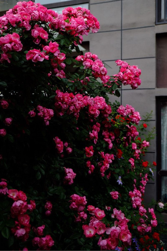 花量超多,容易开成花海,四季开花不停,这种藤本花卉,值得拥有