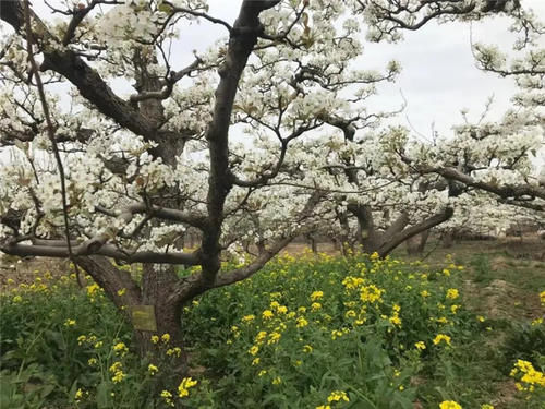 500年梨樹園開出 鄉村振興之花 中國熱點