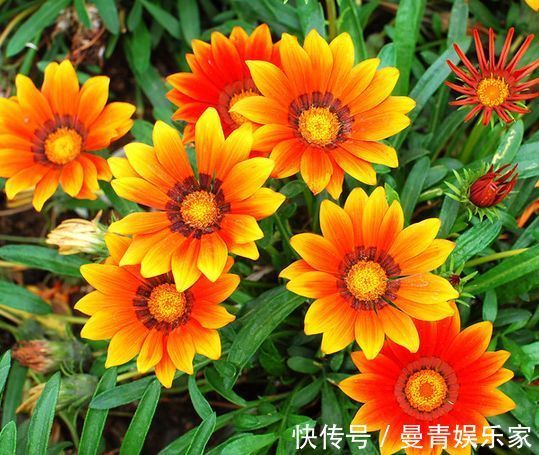 勋章菊|喜欢玫瑰,不妨试试“精品菊花”情人菊,似娇艳情人,美艳优雅