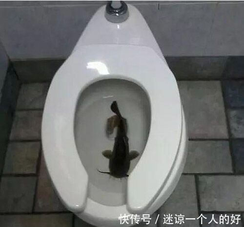 没鱼缸就算了,放这养你考虑过鱼的感受吗