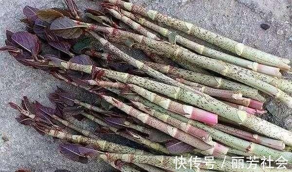 活血龙|农村阴沟里这种野草,人称“活血龙”,能当野菜吃,还能活血化瘀