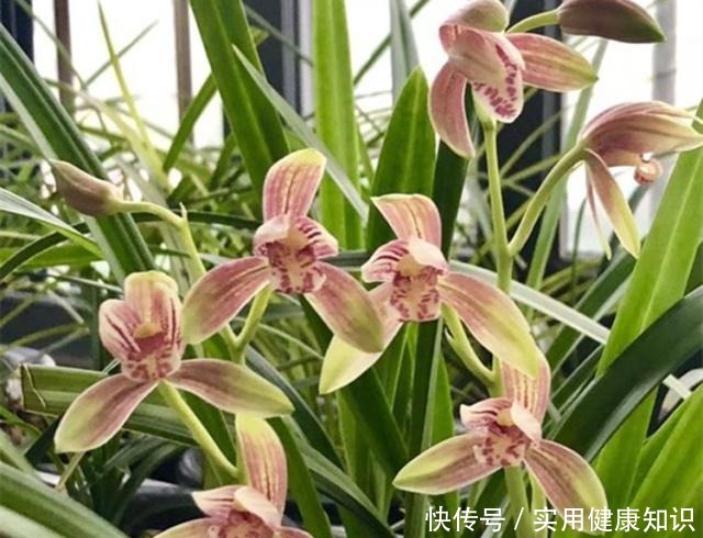 养兰花用什么肥我推荐这3种“肥水”,浇一浇,长得旺,花苞多!