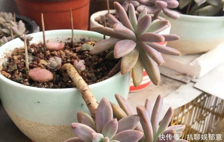白粉|多肉“长不高”,盆里加点“白粉末”,1个月后,不长也得长!