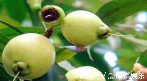 出血性疾病|人到中年想长寿,要学会吃的食物,保护肝脏,清理血管垃圾