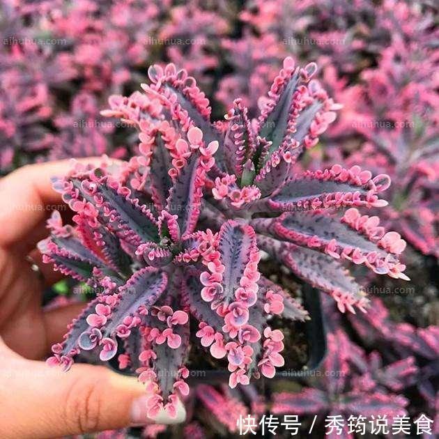 快速消灭入侵多肉“不死鸟”,要放大招,连根拔十次,彻底消灭光