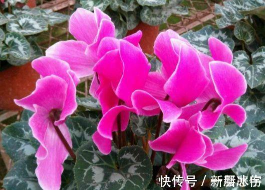 玫瑰|4种花美丽不输玫瑰,比兰花还香,四季持续开花,清香优雅