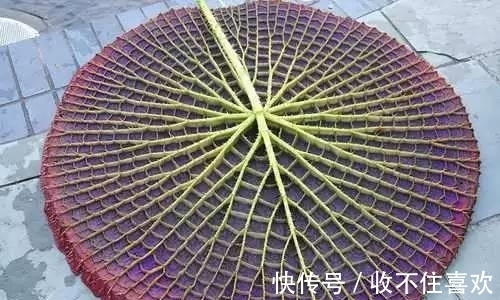 植物|神“造”般的植物奇景，仿佛画作精品，小编已深深着迷！