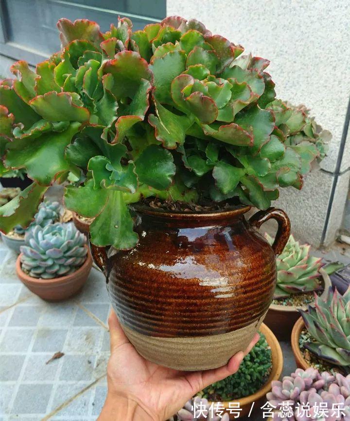 坛子|他用菜坛子种多肉,1分不花,呼呼长成“大米饭”!