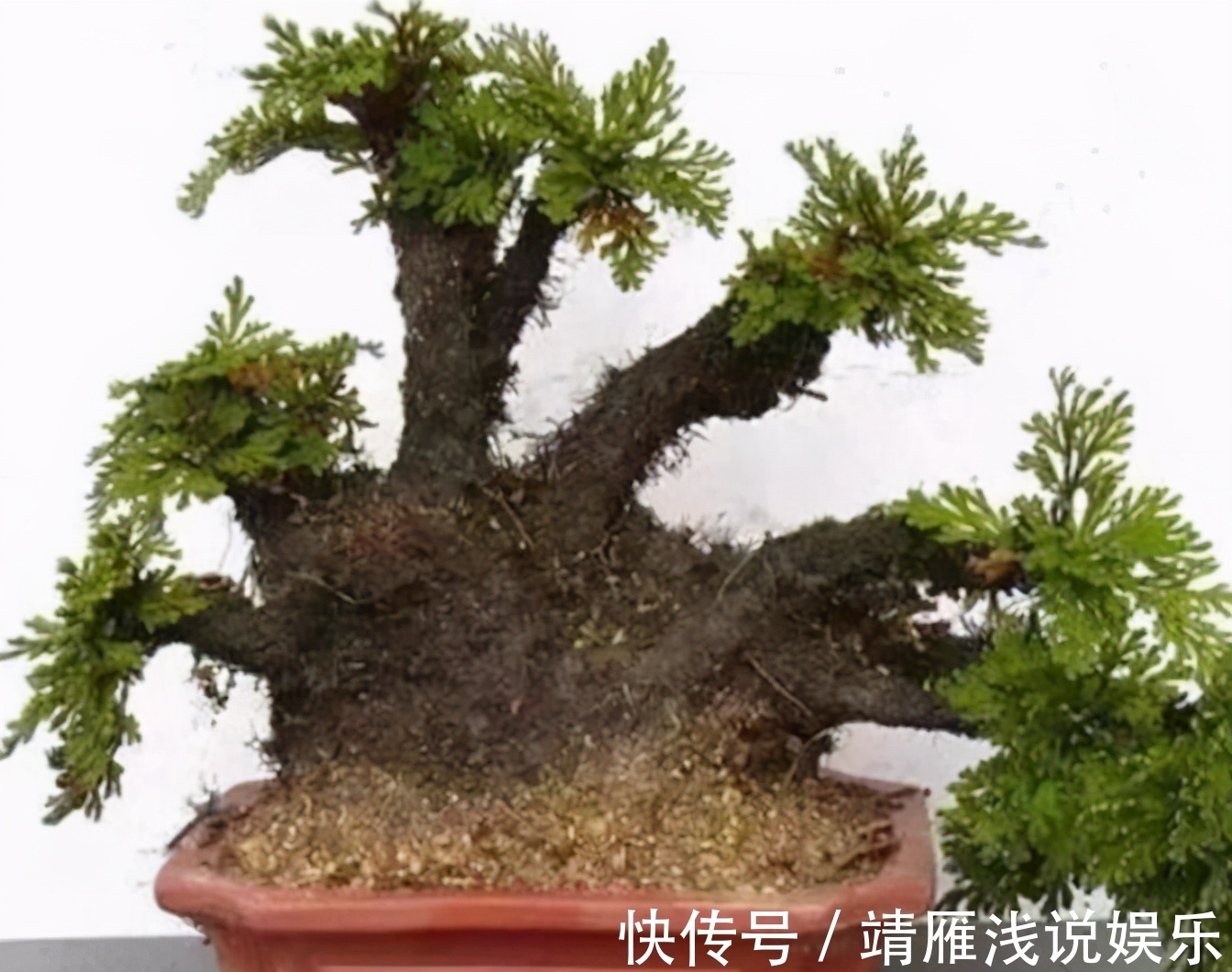 还魂草野外到处都是,碰到后别犹豫,拿个袋子挖走