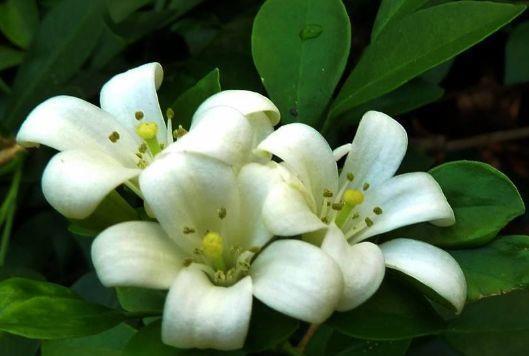 适合冬季养的花，好活易爆盆，花期特别长，对待新手很友好