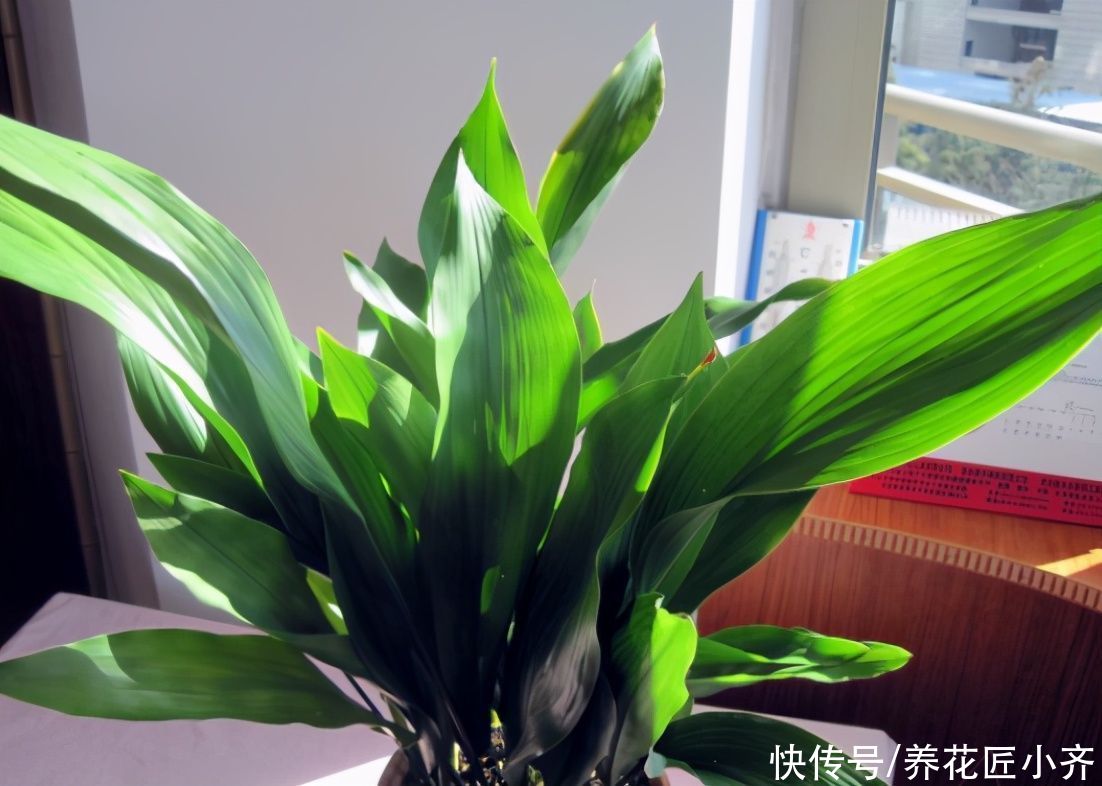 植物|家里光照弱，可以养什么开花植物？养这3种，光照强了反而养不好