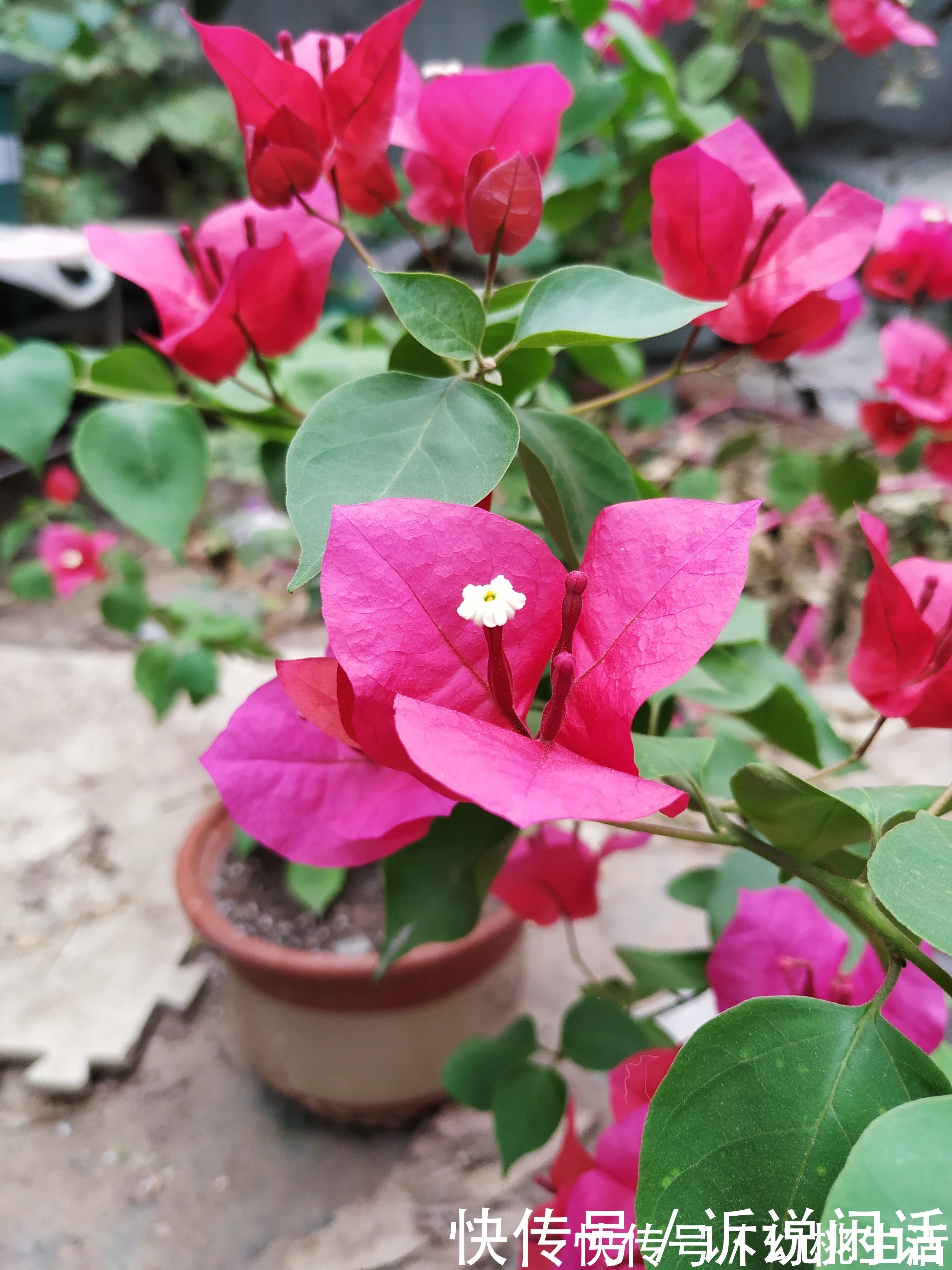 早知道三角梅在秋后是这样管理的,也不至于死了那么多